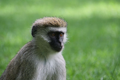 Close-up portrait of a monkey