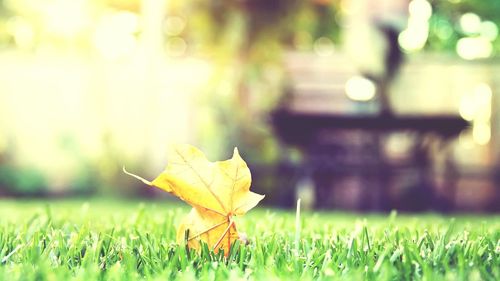 Close-up of yellow leaf on grass