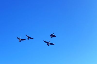 Low angle view of birds flying in sky