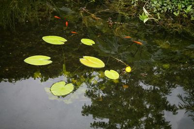 Reflection of trees in pond