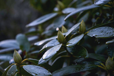 Close-up of wet plant leaves