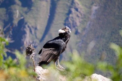 Bird perching on a rock