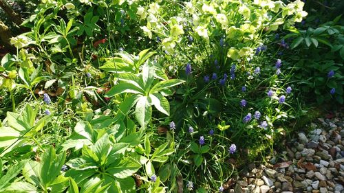 Close-up of purple flowering plants on field