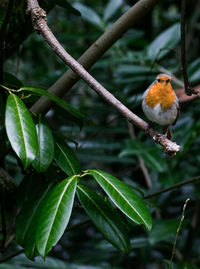 Close-up of butterfly perching on tree