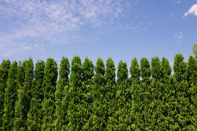 Tall green cypresses in line