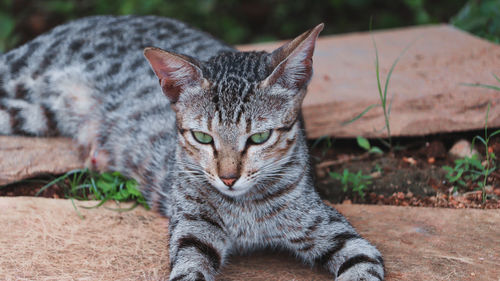 Close-up of cat