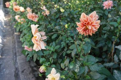 High angle view of flowering plant