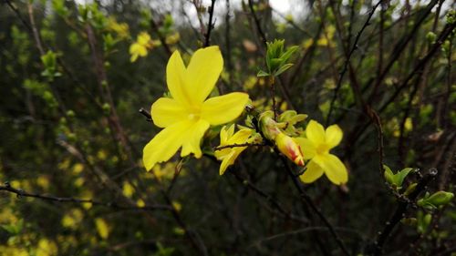 Close-up of yellow flowers against blurred background