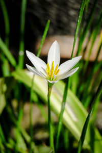 Close-up of white flowering plant