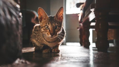 Close-up portrait of cat sitting on floor