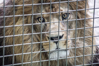 Portrait of cat in cage