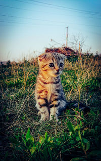 Cat looking away on field