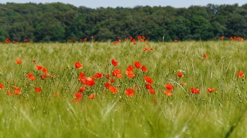 Poppies blooming on grassy field against trees