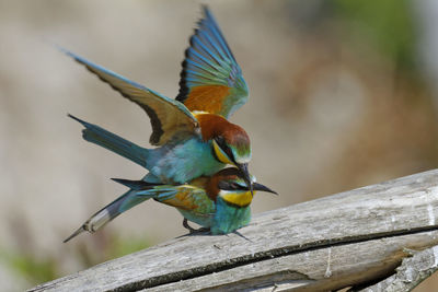 Mating of the european bee-eater from the drava river