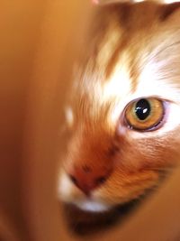 Close-up portrait of cat