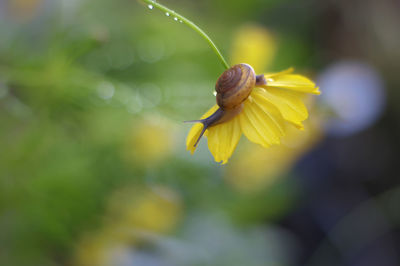 Close-up of snail on flower