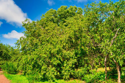 Plants growing on land against sky