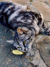 High angle portrait of cat relaxing outdoors