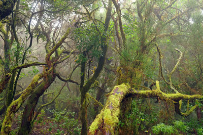 Trees in forest