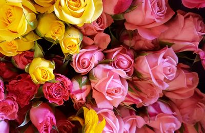 Close-up of pink roses