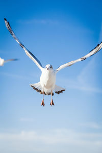 Low angle view of seagull flying