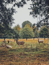 View of birds on field against trees