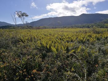 Scenic view of field against sky