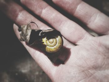 Cropped hand of person holding snail covered with dry leaf
