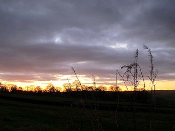 Silhouette of trees against dramatic sky