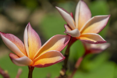 Close-up of frangipani flower in park