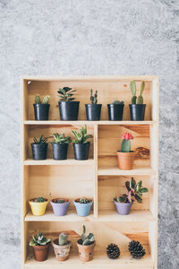 Potted plants on wooden shelf against wall