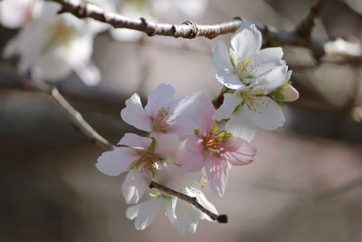 Close-up of white cherry blossom tree