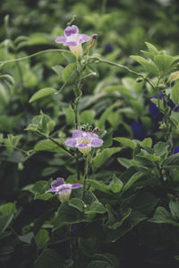 Close-up of purple flowers blooming outdoors