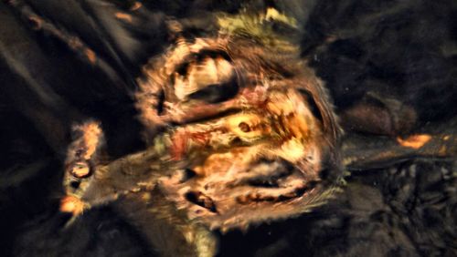 Close-up of lion