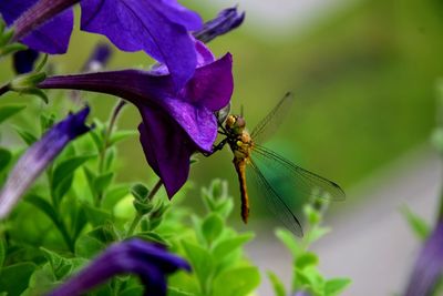 Close-up of insect on purple flower
