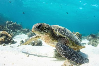 Turtle swimming in sea