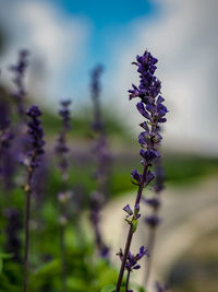 Close-up of purple flowering plant on field