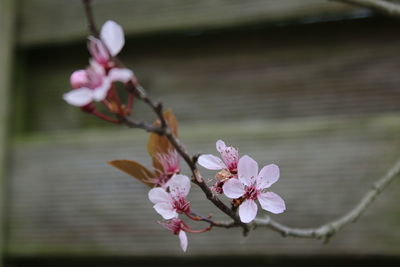 Close-up of pink flowers