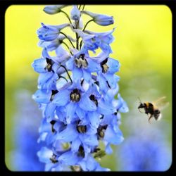 Close-up of honey bee pollinating on white flower