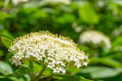 Close-up of a flowering japanese snowball viburnum plicatum mariesii in spring.  viburnum plicatum 