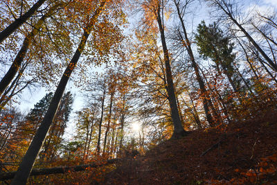 Low angle view of trees in forest against sky