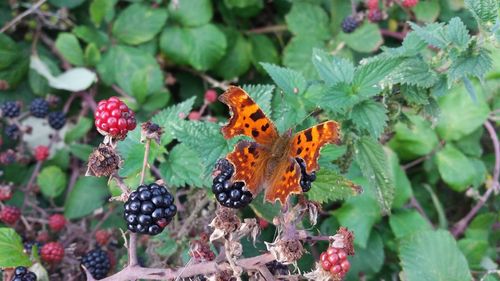 Close-up of butterfly on plant