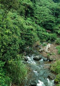 Scenic view of stream in forest