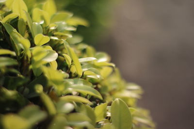 Close-up of plant