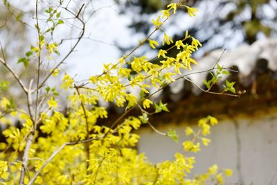 Close-up of flower on tree