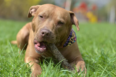 Close-up portrait of a dog on field