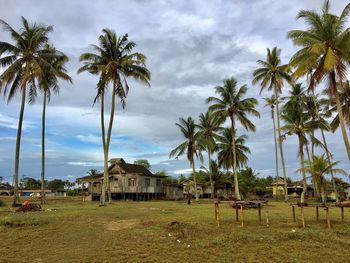 Palm trees on beach against sky