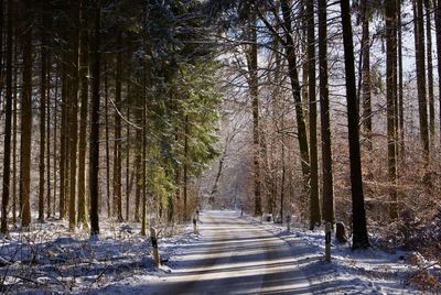 Road amidst trees in forest during winter