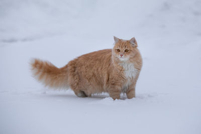 Portrait of a cat on snow