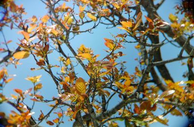 Low angle view of autumn tree against sky